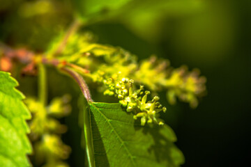 New Beginnings: Macro View of Flower Sprouts