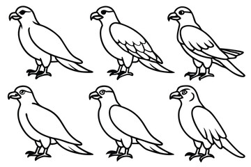 Osprey bird line art illustration