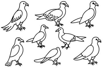 Osprey bird line art illustration