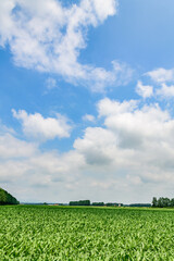 北海道 十勝の広大な農場
