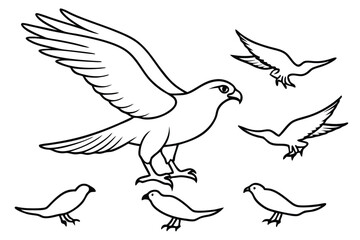 Obraz premium Osprey bird line art illustration