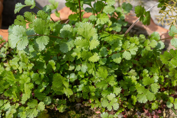 Fresh coriander plants growing in pot