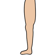 leg organ part of the body