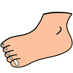 Human feet have five fingers.