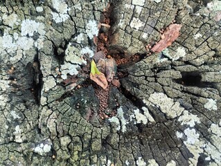 Tree bark texture. Tree bark texture taken during the day