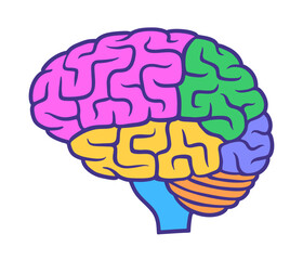 Human brain with colored parts