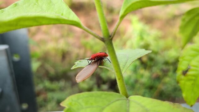 Macro shot of a tiny red insect, Antilochus conqueberti, eating its prey on leaf