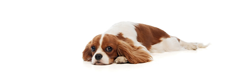 Adorable, cute purebred dog, Cavalier King Charles Spaniel calmly lying on floor isolated on white background. Concept of pets, care, vet, domestic animals. Copy scape for ad