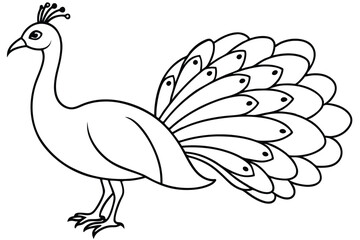 Peacock line art illustration Design Concepts