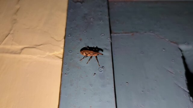 A macro view of Anthonomus pomorum or the apple blossom weevil perched on wall at night