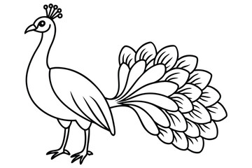 Peacock line art illustration Design Concepts