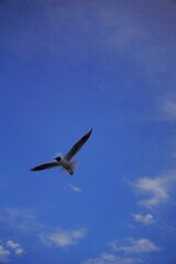 seagull flying in the sky