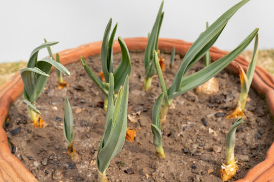 fresh garlic plant in large clay pot in the garden
