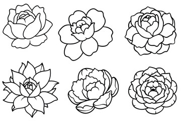 Peony line art illustration Design Concepts © Smithstar