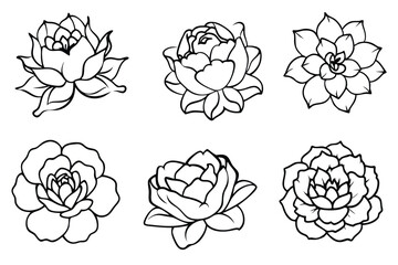 Peony line art illustration Design Concepts © Smithstar