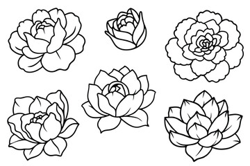 Peony line art illustration Design Concepts © Smithstar