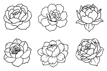 Peony line art illustration Design Concepts