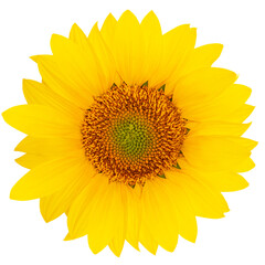 Yellow sunflower on empty background