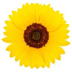 Fototapeta premium Yellow sunflower on empty background