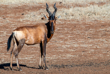 Red hartebeest bull (Alcelaphus caama) stands sentinel near Stofdam hide, Mokala National Park, Free State.