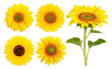 Fototapeta premium Set. Yellow sunflowers on a blank background