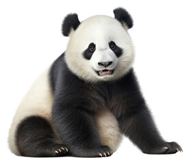Fototapeta premium PNG Wildlife animal mammal panda.