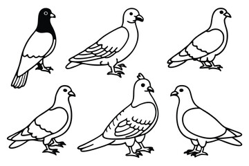 Pigeon bird line art illustration