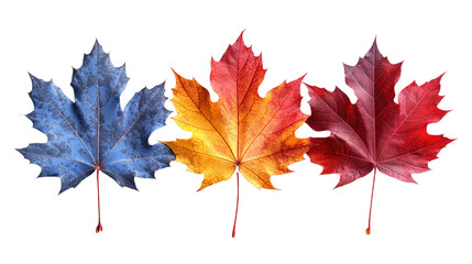 Collection of autumn maple leaves in shades of orange, red, and blue, presented in isolation against a white backdrop. Capturing the essence of the fall season, perfect for creating Thanksgiving or Ha