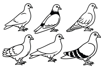 Obraz premium Pigeon bird line art illustration