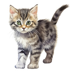 Obraz premium PNG Mammal animal kitten pet.