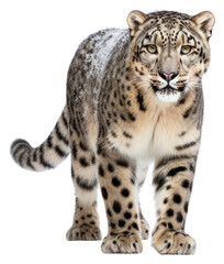 Obraz premium PNG Wildlife leopard cheetah animal.