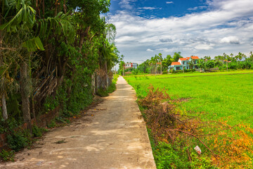 Green plants growing on farm