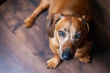 Obraz premium close up of a brown dachshund dog at home, portrait of a brown dachshund