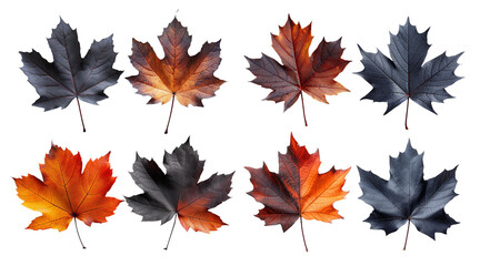 Set with fall and autumn maple leaves in orange and black colors isolated on white background. autumn season concept for Thanksgiving or Halloween concept