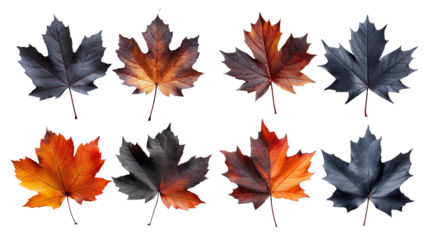 Set with fall and autumn maple leaves in orange and black colors isolated on white background. autumn season concept for Thanksgiving or Halloween concept