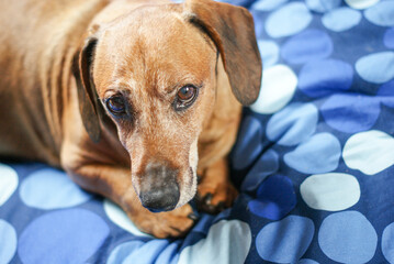 close up of a brown dachshund dog at home, portrait of a brown dachshund