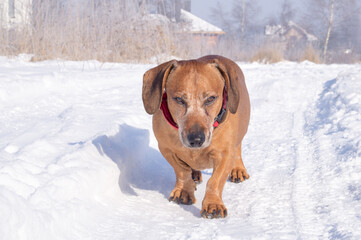 brown dachshund dog walking in the snow on a cold sunny winter day