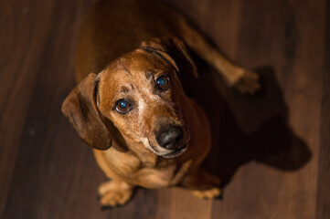 close up of a brown dachshund dog at home, portrait of a brown dachshund