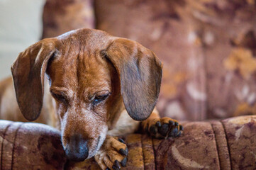 close up of a brown dachshund dog at home, portrait of a brown dachshund