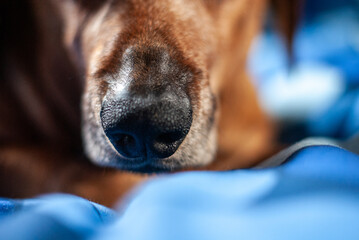close up of a brown dachshund dog at home, portrait of a brown dachshund