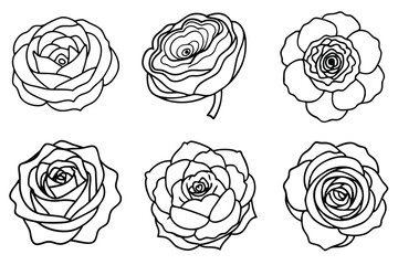 Ranunculus line art illustration Design Concepts