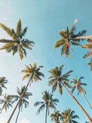 A group of tall palm trees reaches toward a clear blue sky in a tropical setting
