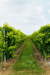 Naklejka premium rows of grapevines stretching into perspective under a cloudy sky. Green leaves and ripening grape bunches create a feeling of fertility and well-groomed vineyard, conveying an atmosphere of rural tra