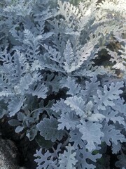 Wonderful leaves of Cineraria in a flowerbed in the park.