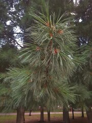 Siberian pines in the summer park.