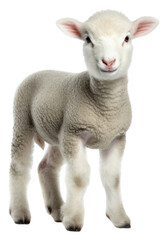Fototapeta premium PNG Sheep livestock animal mammal.