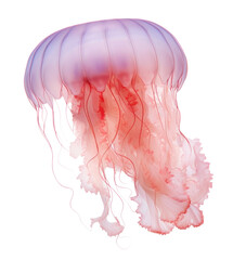 Fototapeta premium PNG Jellyfish invertebrate zooplankton translucent.