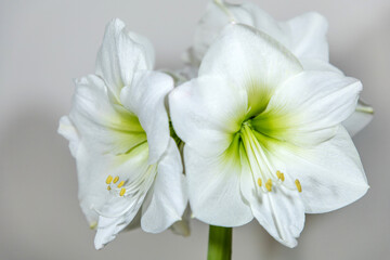 Amaryllis variety Himalaya. Amaryllis flowers. Hippeastrum white. Flower of Holland. Hippeastrum grade Himalaya. Amaryllidaceae. Dutch flowers.
