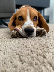 trzyletni pies rasy beagle odpoczywający na dywanie