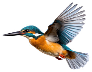 Obraz premium PNG Animal flying bird beak.